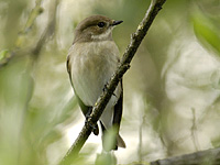 Gobemouche noir (Ficedula hypoleuca (Pallas))