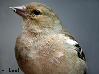Pinson des arbres (Fringilla coelebs L.)