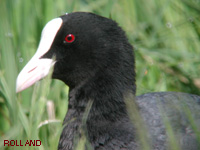 Foulque macroule (Fulica atra L.)