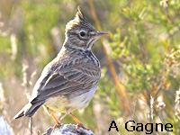 Cochevis hupp (Galerida cristata (L.))