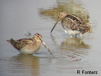 Bcassine des marais (Gallinago gallinago (L.))