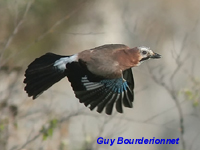 Geai des chnes (Garrulus glandarius (L.))
