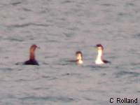 Plongeon arctique (Gavia arctica)