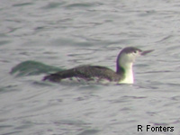 Plongeon catmarin (Gavia stellata)