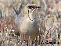 Glarole  collier (Glareola pratincola)