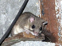 Loir gris (Glis glis (L.))