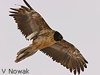 Gypate barbu (Gypaetus barbatus)