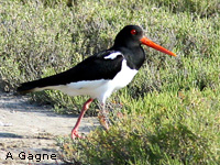 Hutrier pie (Haematopus ostralegus)