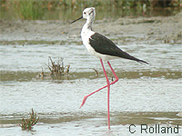 Echasse blanche (Himantopus himantopus (L.))