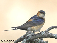 Hirondelle rousseline (Hirundo daurica L.)