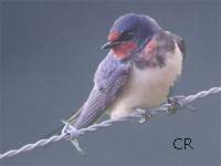 Hirondelle rustique (Hirundo rustica L.)