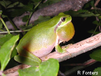 Rainette mridionale (Hyla meridionalis)