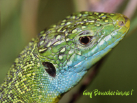 Lzard vert (Lacerta viridis (Laur.))
