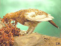 Lagopde alpin (Lagopus mutus (Mont.))