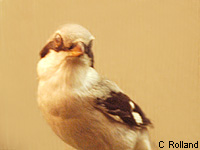 Pie-griche grise (Lanius excubitor L.)