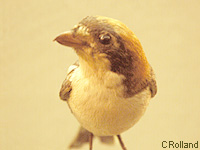 Pie-griche  tte rousse (Lanius senator L.)