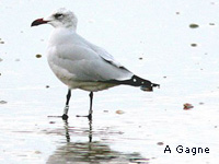 Goland d Audouin (Larus audouinii)