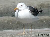 Goland brun (Larus fuscus)