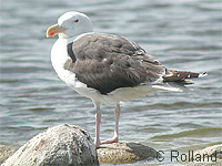 Goland marin (Larus marinus)