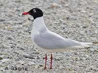 Mouette mlanocphale (Larus melanocephalus)