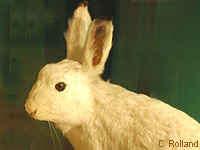 Livre variable (des alpes) (Lepus timidus varronis)