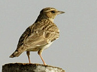 Alouette lulu (Lullula arborea (L.))