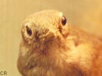 Rossignol philomle (Luscinia megarhynchos Brehm)