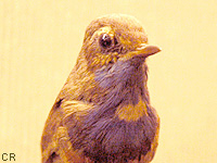 Gorgebleue  miroir (Luscinia svecica (L.))