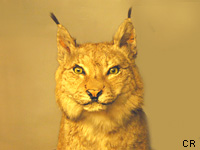 Lynx boral (Lynx lynx)