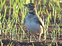 Alouette calandre (Melanocorypha calandra)