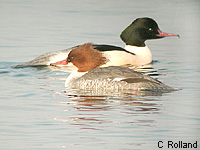 Harle bivre (Mergus merganser L.)