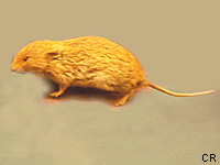 Campagnol des neiges (Chionomys nivalis)