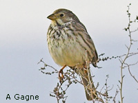 Bruant proyer (Miliaria calandra)