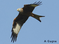 Milan royal (Milvus milvus (L.))