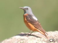 Monticole de roche (Monticola saxatillis (L.))