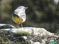 Bergeronnette des ruisseaux (Motacilla cinerea Tunst.)