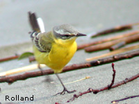 Bergeronnette printanire (Motacilla flava)