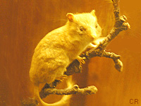 Muscardin (Muscardinus avellanarius (L.))