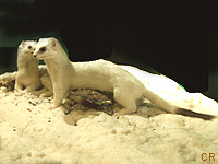 Hermine (Mustela erminea (L.))