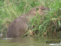 Ragondin (Myocastor coypus)