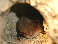 Vespertilion de Natterer (Myotis nattereri)