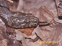Couleuvre viprine (Natrix maura)