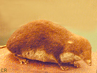 Musaraigne aquatique (Neomys fodiens (Pen.))