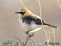 Traquet oreillard (Oenanthe hispanica (L.))