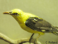 Loriot d Europe (Oriolus oriolus (L.))