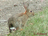 Lapin de garenne (Oryctolagus cuniculus (L.))