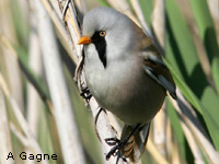Panure  moustaches (Panurus biarmicus)