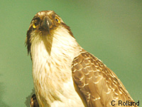 Balbuzard pcheur (Pandion haliaetus)