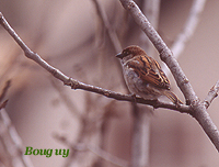 Moineau cisalpin (Passer domesticus_italiae)