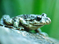 Plodyte ponctu (Pelodytes punctatus)